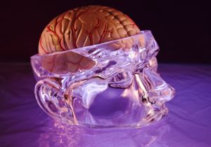 Neuroscience image